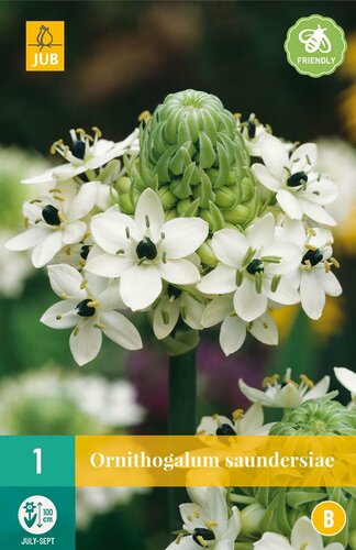 Ornithogalum saundersiae - afbeelding 1