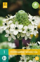 Ornithogalum saundersiae - afbeelding 2