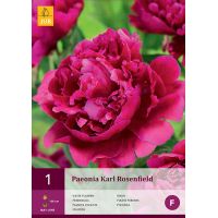 Paeonia karl rosenfield
