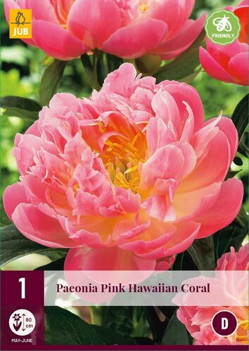 Paeonia pink hawaiian coral - afbeelding 1
