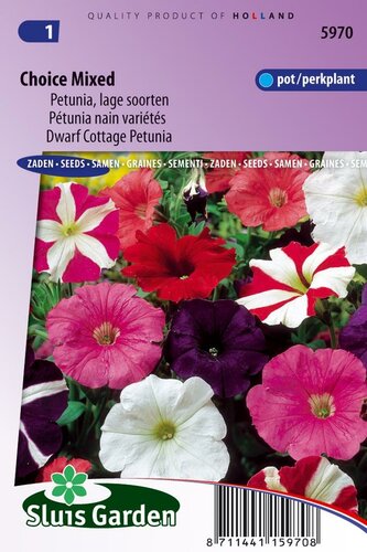 Petunia Hybrida nana comp. zaden Choice Mix