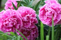 PAEONIA ALEXANDER FLEMING