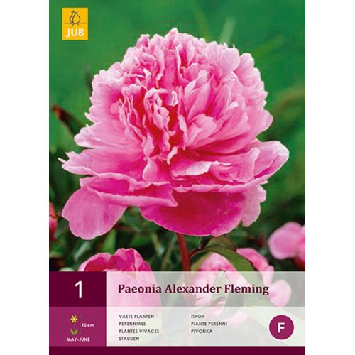 Pioenroos paeonia alexander fleming - afbeelding 1