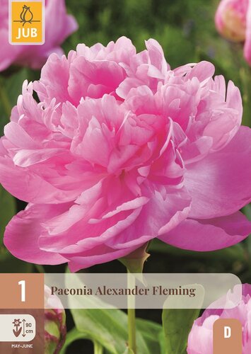 Pioenroos paeonia alexander fleming - afbeelding 1