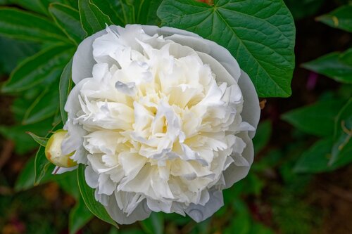 Pioenroos paeonia Duchesse de nemours - afbeelding 2