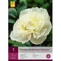 Pioenroos paeonia Duchesse de nemours - afbeelding 1