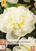 Pioenroos paeonia Duchesse de nemours