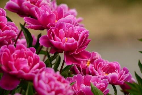 Pioenroos Paeonia karl rosenfield - afbeelding 2