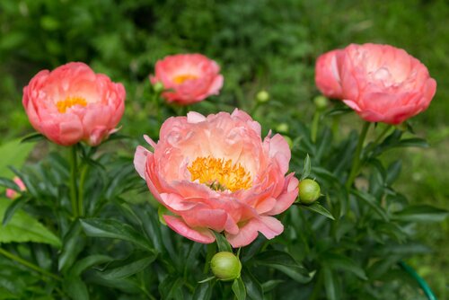 Pioenroos Paeonia pink hawaiian coral - afbeelding 2