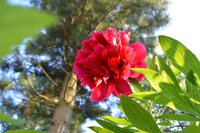 Pioenroos paeonia red magic - afbeelding 2