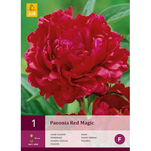 Pioenroos paeonia red magic - afbeelding 1