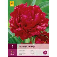 Pioenroos paeonia red magic - afbeelding 1