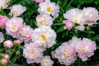 Pioenroos paeonia roze en wit - afbeelding 2