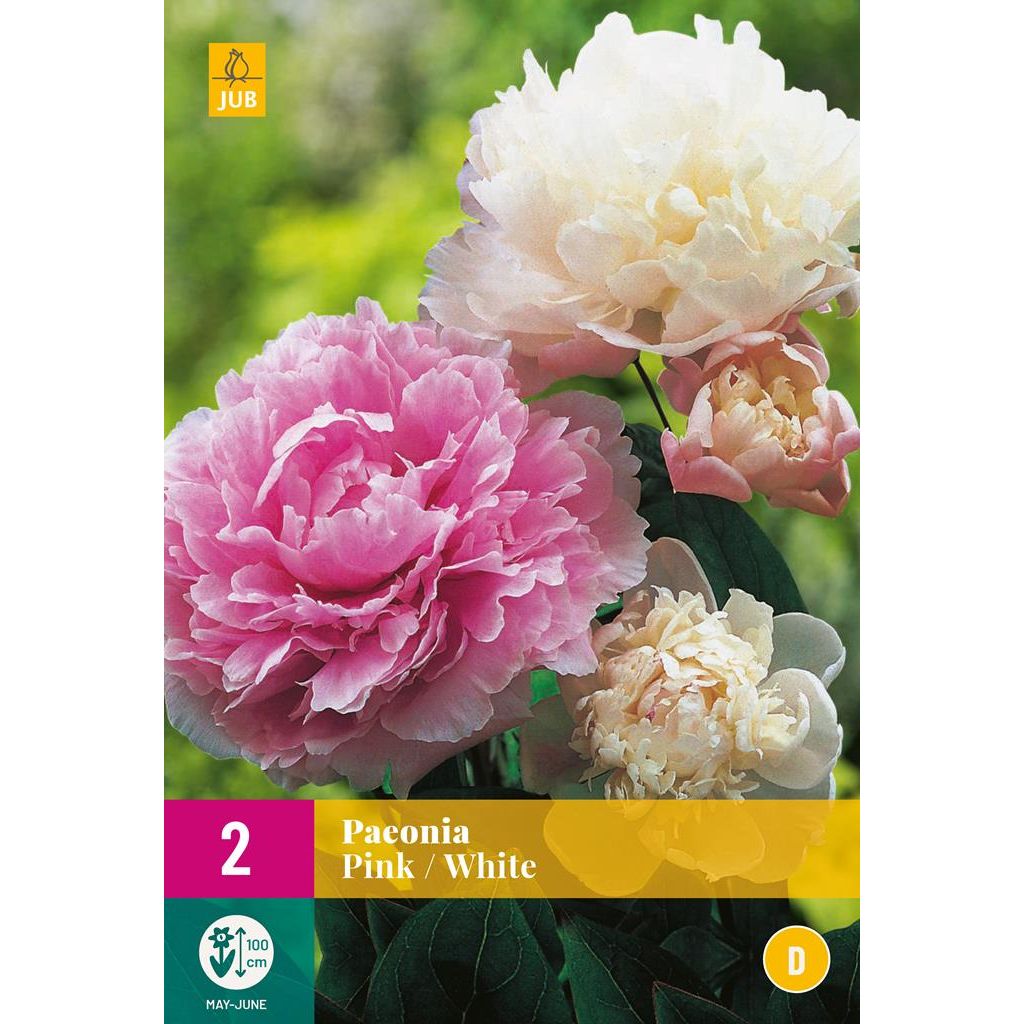 Pioenroos paeonia roze wit - Bloembollen | Goedkoop Bloembollen online