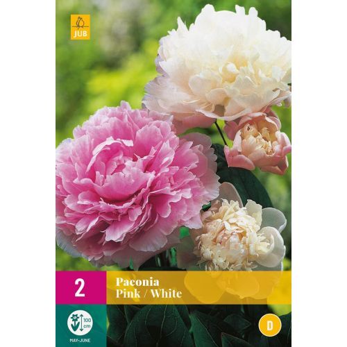 Pioenroos paeonia roze en wit - afbeelding 1