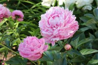 Pioenroos paeonia Sarah bernhardt - afbeelding 2