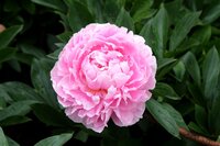 Pioenroos paeonia Sarah bernhardt - afbeelding 3