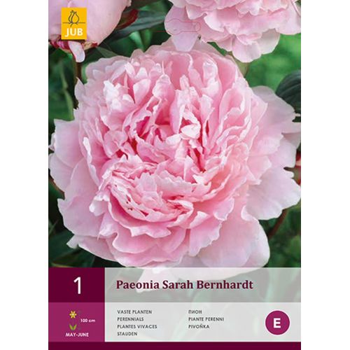 Pioenroos paeonia Sarah bernhardt - afbeelding 1