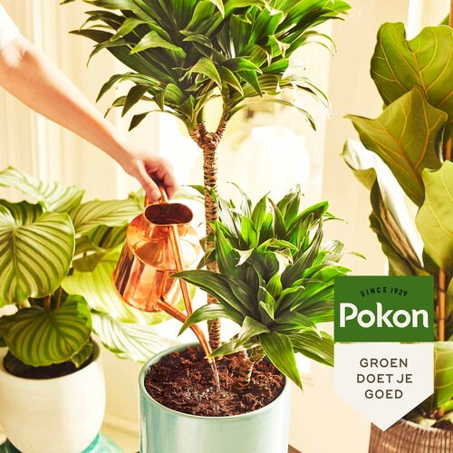 Pokon kamerplanten potgrond 10 liter - afbeelding 2