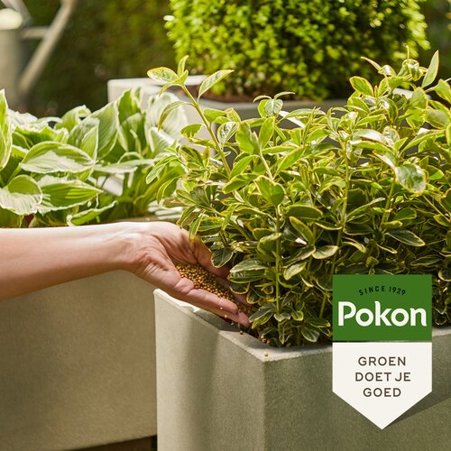 Pokon voedingskorrels groene planten 800 gram - afbeelding 2