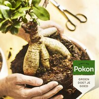 Pokon bonsai grond turfvrij 5 liter - afbeelding 2
