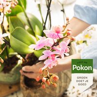 Pokon orchidee turfvrij grond 5 liter - afbeelding 2