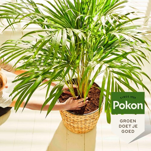Pokon palmengrond turfvrij 10 liter - afbeelding 2