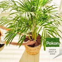 Pokon palmengrond turfvrij 10 liter - afbeelding 2