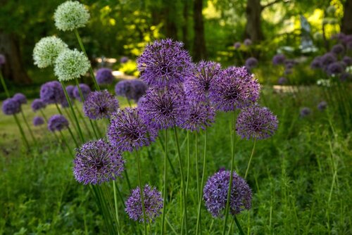 PRINS ALLIUM GIANT MIX