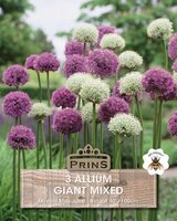 PRINS ALLIUM GIANT MIX