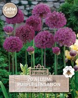 Prins Allium Purple Sensation 20 bollen - afbeelding 3