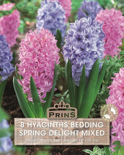 Prins Hyacint spring delight 8 bollen