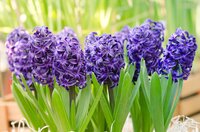 Prins hyacinten voor binnen Delfts blue 3 bollen - afbeelding 2