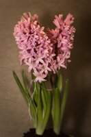 Prins hyacinten voor binnen Pink Pearl 3 bollen - afbeelding 2