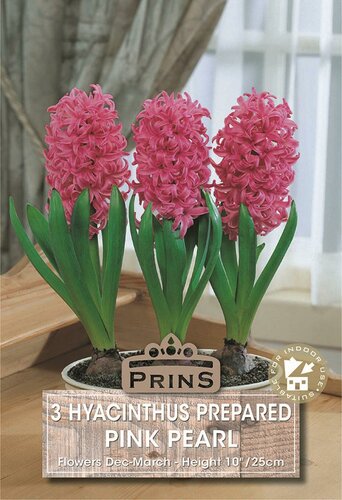 Prins hyacinten voor binnen Pink Pearl 3 bollen