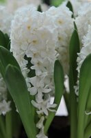 Prins hyacinten voor binnen White Pearl 3 bollen - afbeelding 2