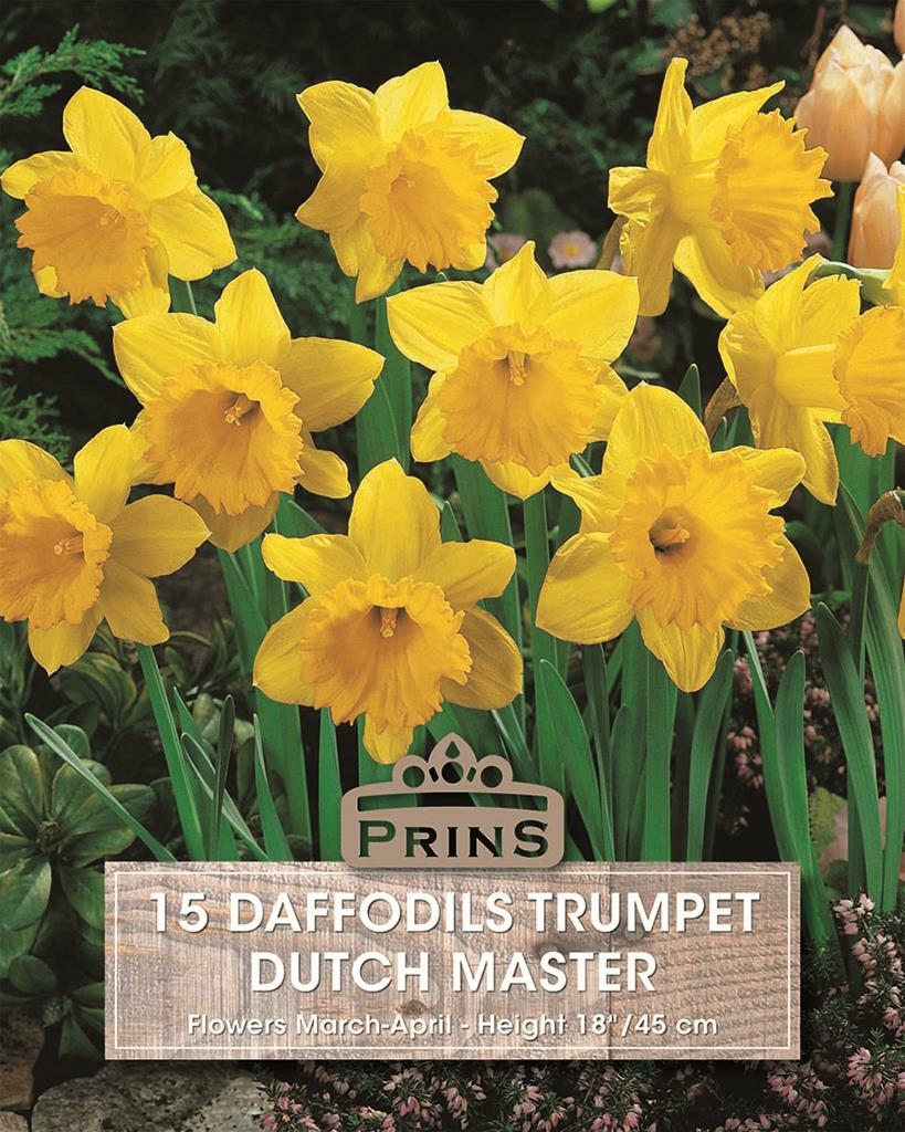 Prins Narcis daffodils Dutch master 15 bollen Bloembollen Kopen