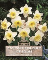 Prins Narcis daffodils Ice Follies 15 bollen - afbeelding 1
