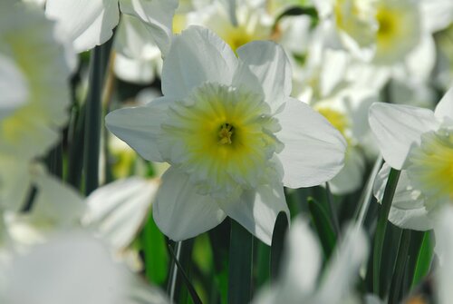 Prins Narcis daffodils Ice Follies 15 bollen - afbeelding 2