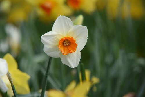 DAFFODILS ICE FOLLIES