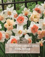 Prins Narcis daffodils large cupped pink mix 15 bollen