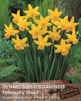 Prins narcis february gold 25 bollen - afbeelding 2