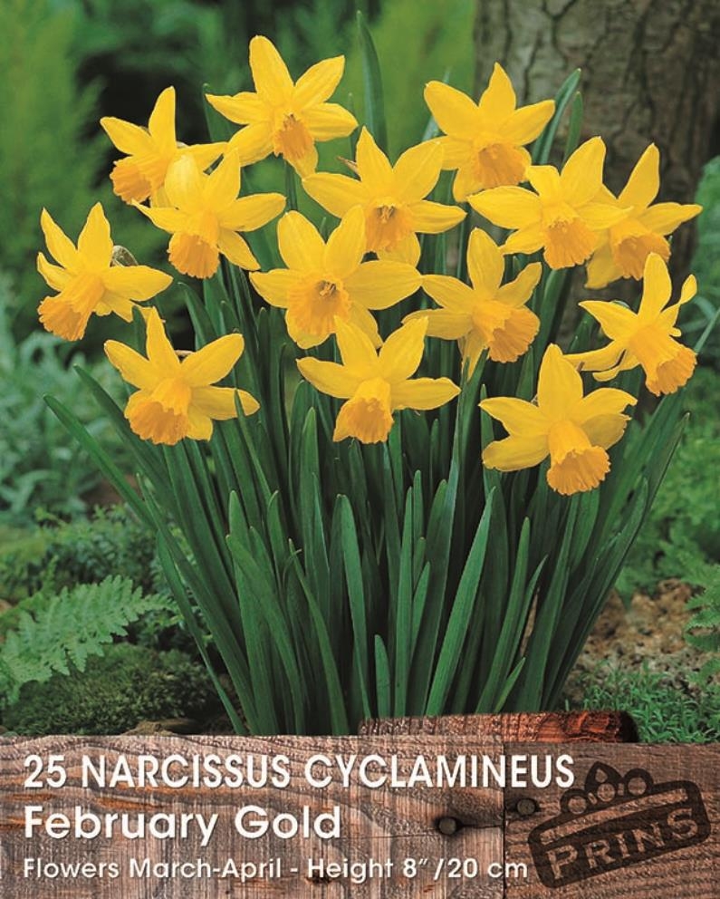 Prins narcis february gold 25 bollen - Bloembollen Kopen? | Goedkoop ...