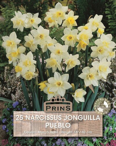 Prins narcis pueblo 25 bollen - afbeelding 1