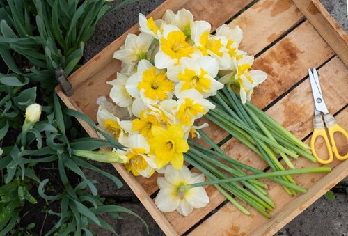 NARCIS SPRING FRAGRANCE