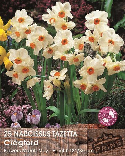 Prins narcis tazetta cragford 25 bollen - afbeelding 1