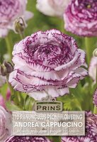 Prins Ranonkel Cappuccino 10 knollen