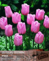 Prins triumph tulpen roze 25 bollen