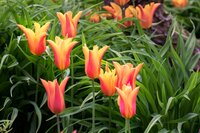 BALLERINA TULIPA