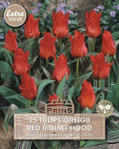 Prins tulp Red Riding Hood 25 bollen - afbeelding 1